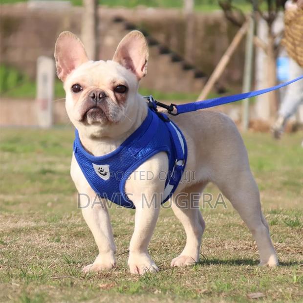 Polyester Mesh Dog Harness Leash Set (Xs,S,M,L,Xl) - main view