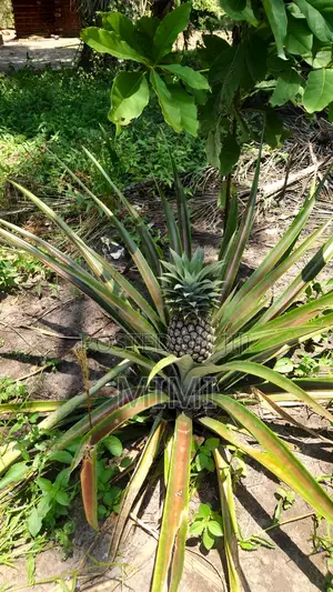 5 Acre Fertile Farm Mrima Not Far From Ramisi . Freehold