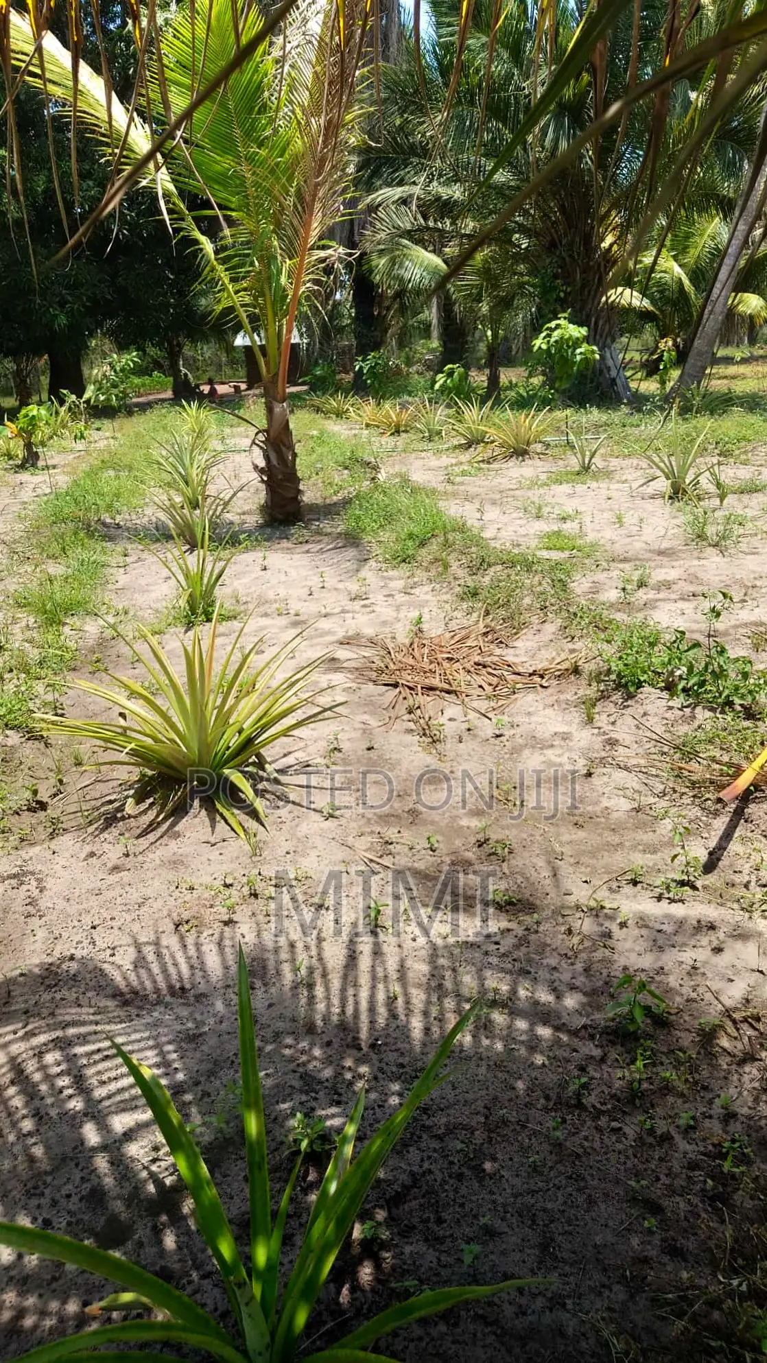 5 Acre Fertile Farm Mrima Not Far From Ramisi . Freehold