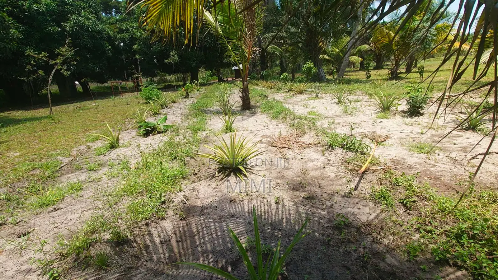 5 Acre Fertile Farm Mrima Not Far From Ramisi . Freehold