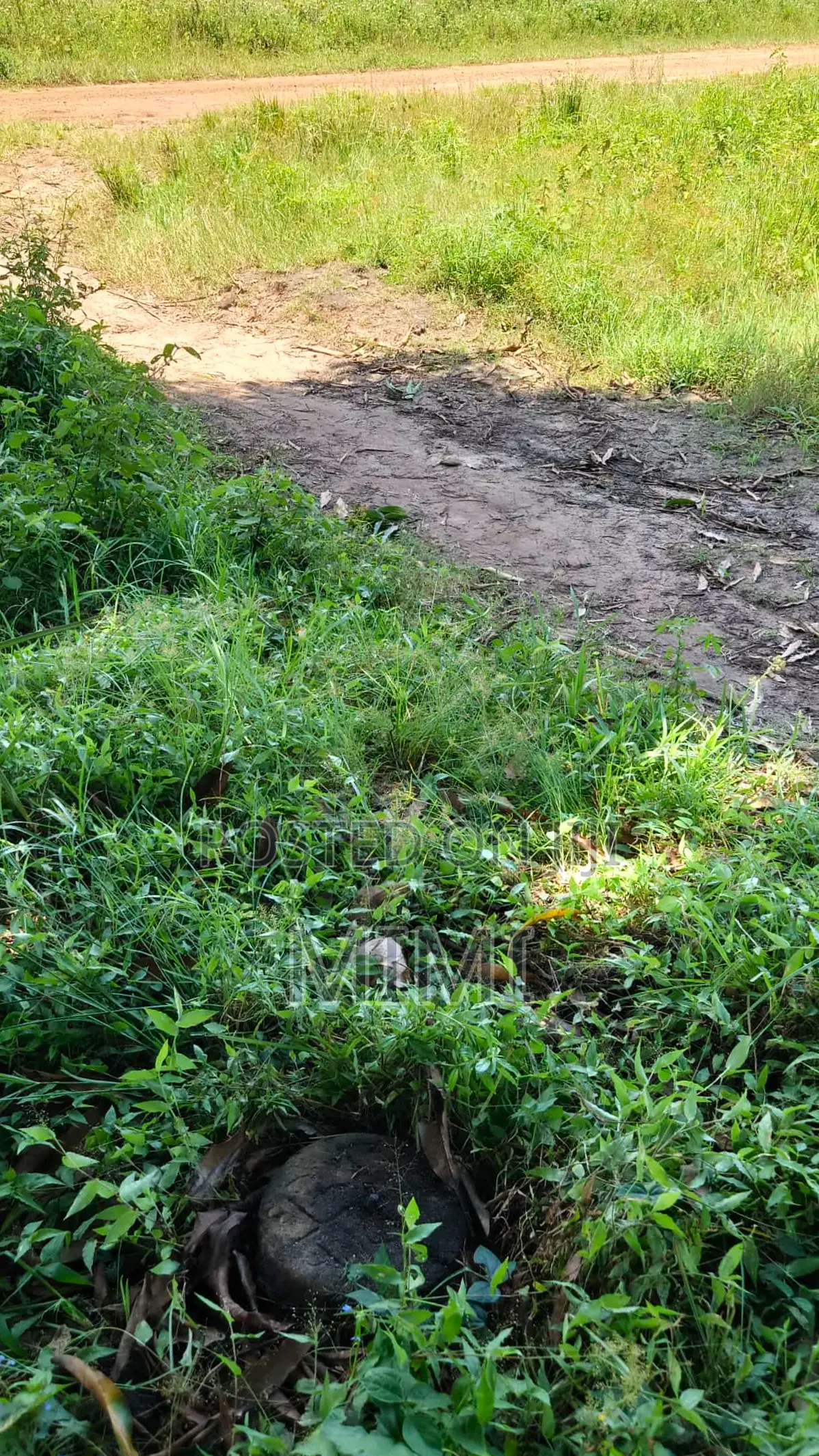 5 Acre Fertile Farm Mrima Not Far From Ramisi . Freehold