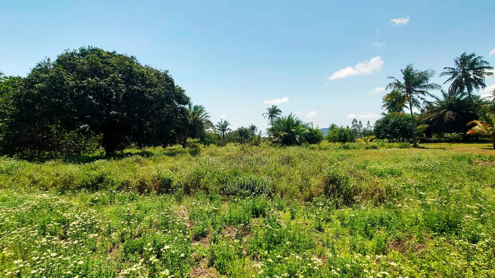 5 Acre Fertile Farm Mrima Not Far From Ramisi . Freehold