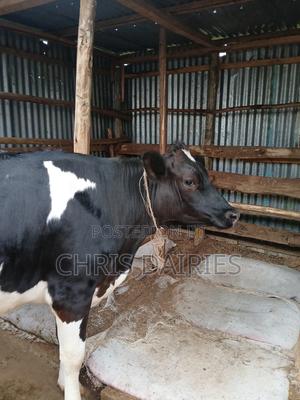 Freshian Heifer - thumbnail 2