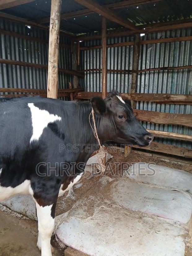 Freshian Heifer - main view