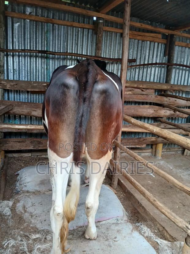 Freshian Heifer - thumbnail 3