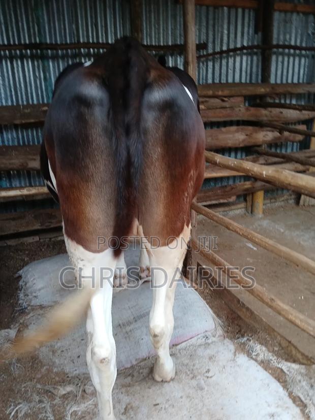 Freshian Heifer - thumbnail 4