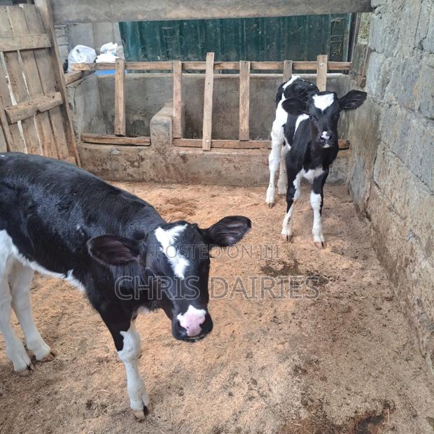 Young Heifers.Super Pedigree. - main view