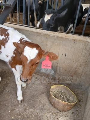 Aryshire Young Heifer. - thumbnail 2