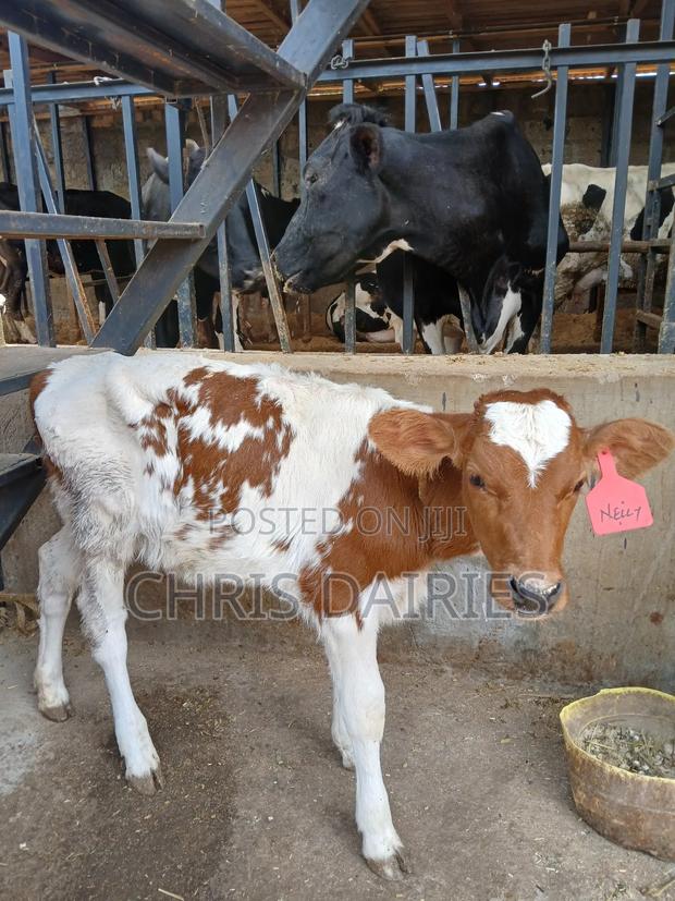 Aryshire Young Heifer. - thumbnail 3