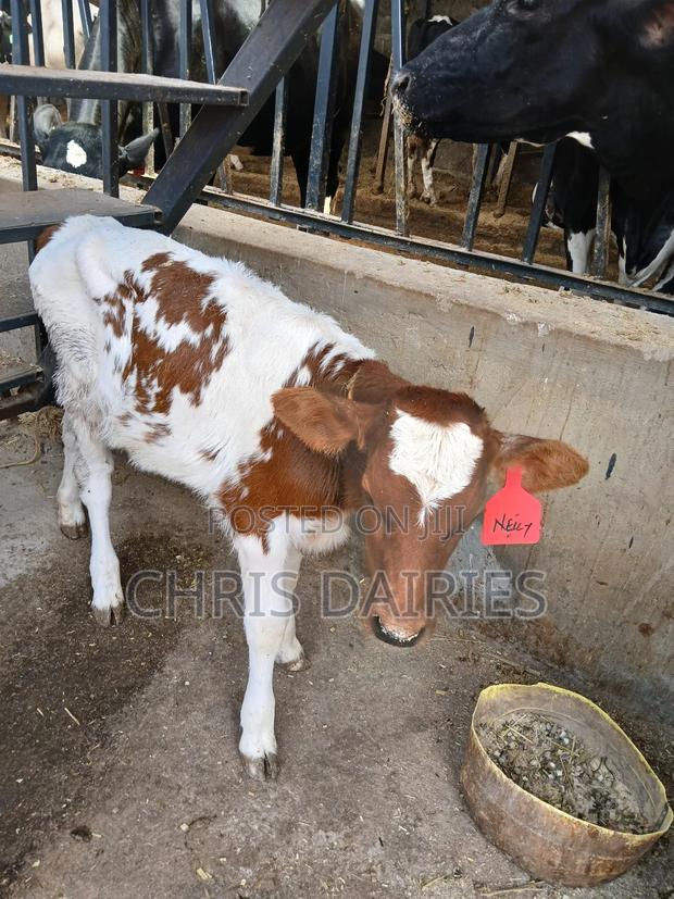 Aryshire Young Heifer. - thumbnail 4