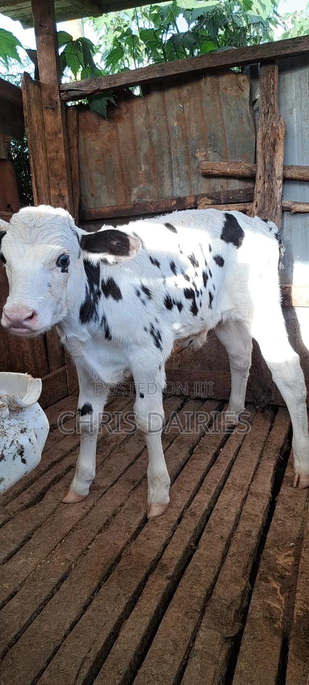 Hostein Bull . - thumbnail 2