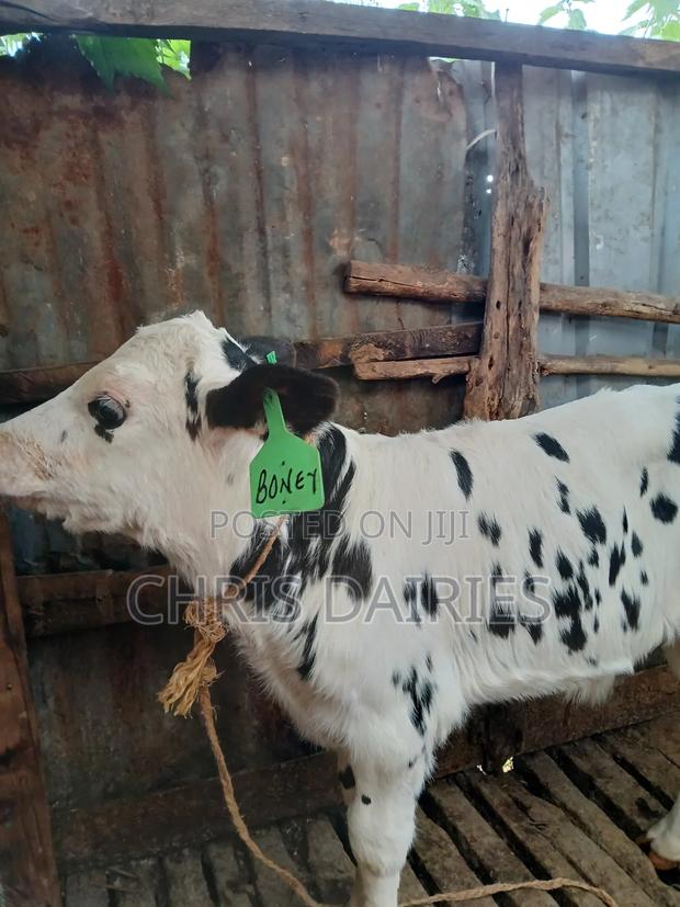 Hostein Bull . - thumbnail 3