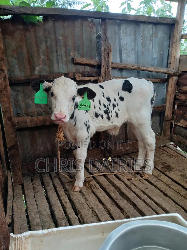 Hostein Bull . - main view