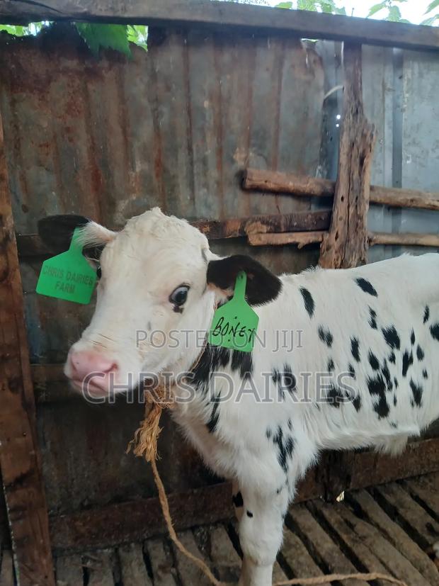 Hostein Bull . - thumbnail 4