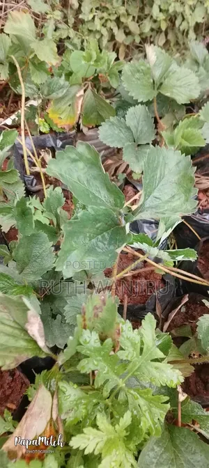 Herbs/ Fruits