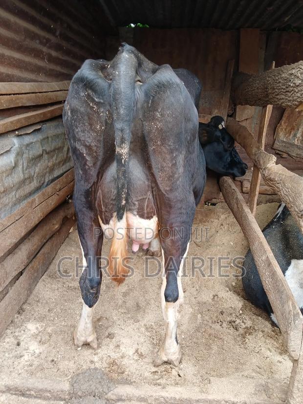 Black Freshian. - main view