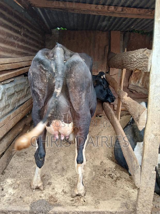 Black Freshian. - thumbnail 3