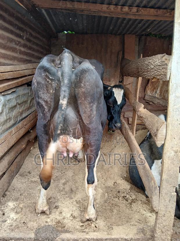 Black Freshian. - thumbnail 4