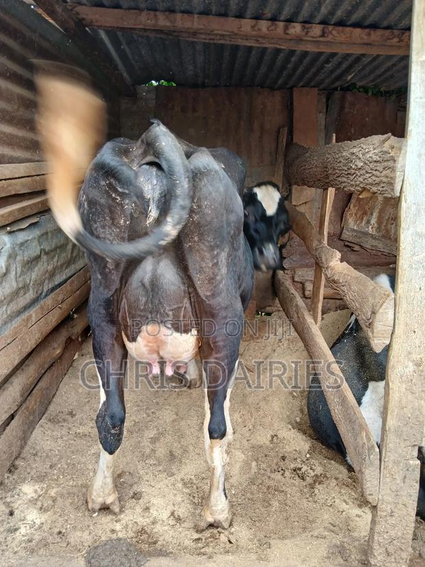 Black Freshian. - thumbnail 5