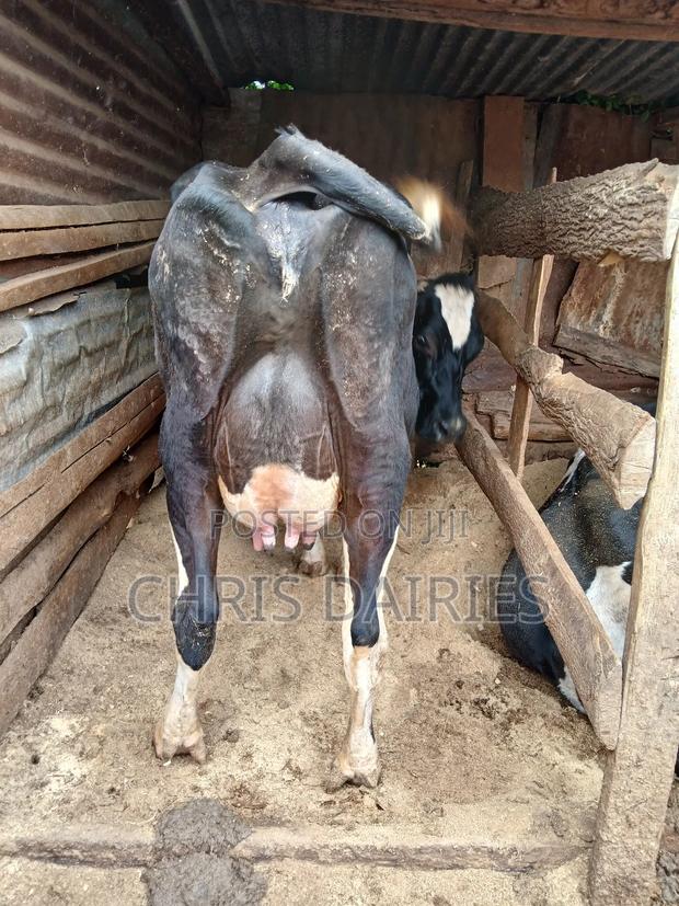 Black Freshian. - thumbnail 7