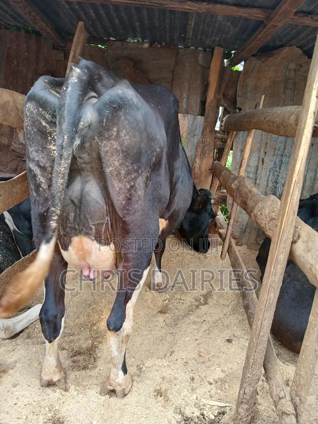 Black Freshian. - thumbnail 8