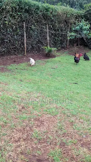 Muguga Plot for Sale
