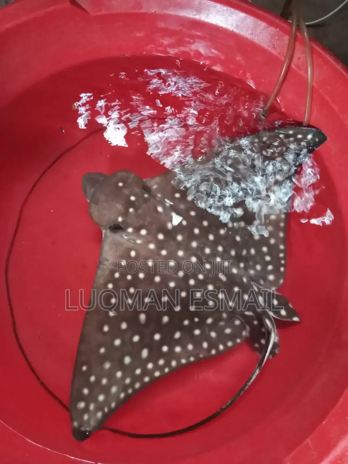 Eagle Ray Fish