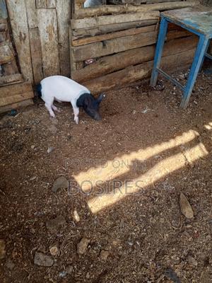 Saddleback Males 2 Months Old - thumbnail 2