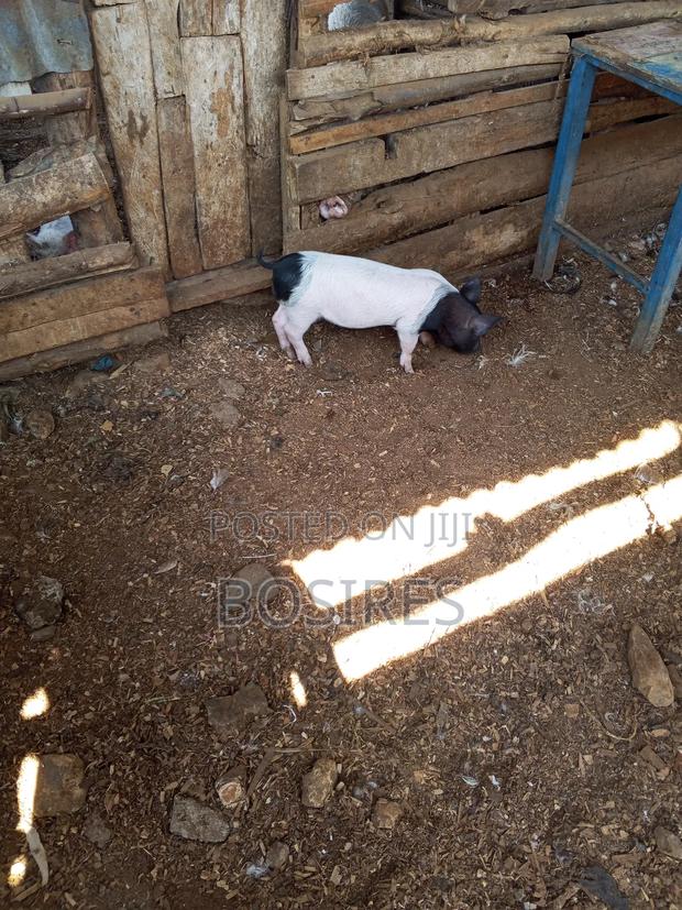 Saddleback Males 2 Months Old - thumbnail 3