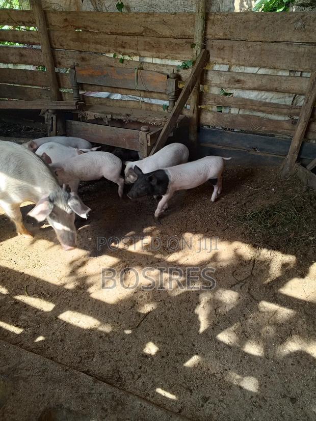 Saddleback Males 2 Months Old - thumbnail 4