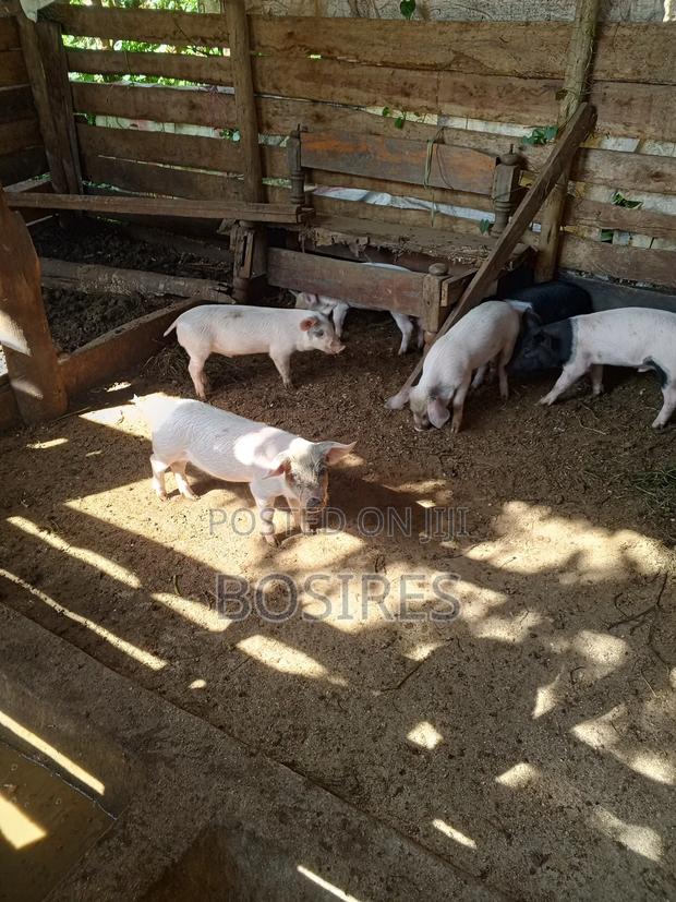 Saddleback Males 2 Months Old - thumbnail 5