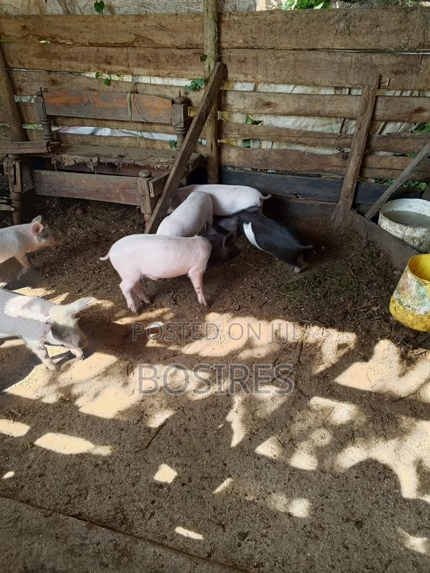 Saddleback Males 2 Months Old - thumbnail 6