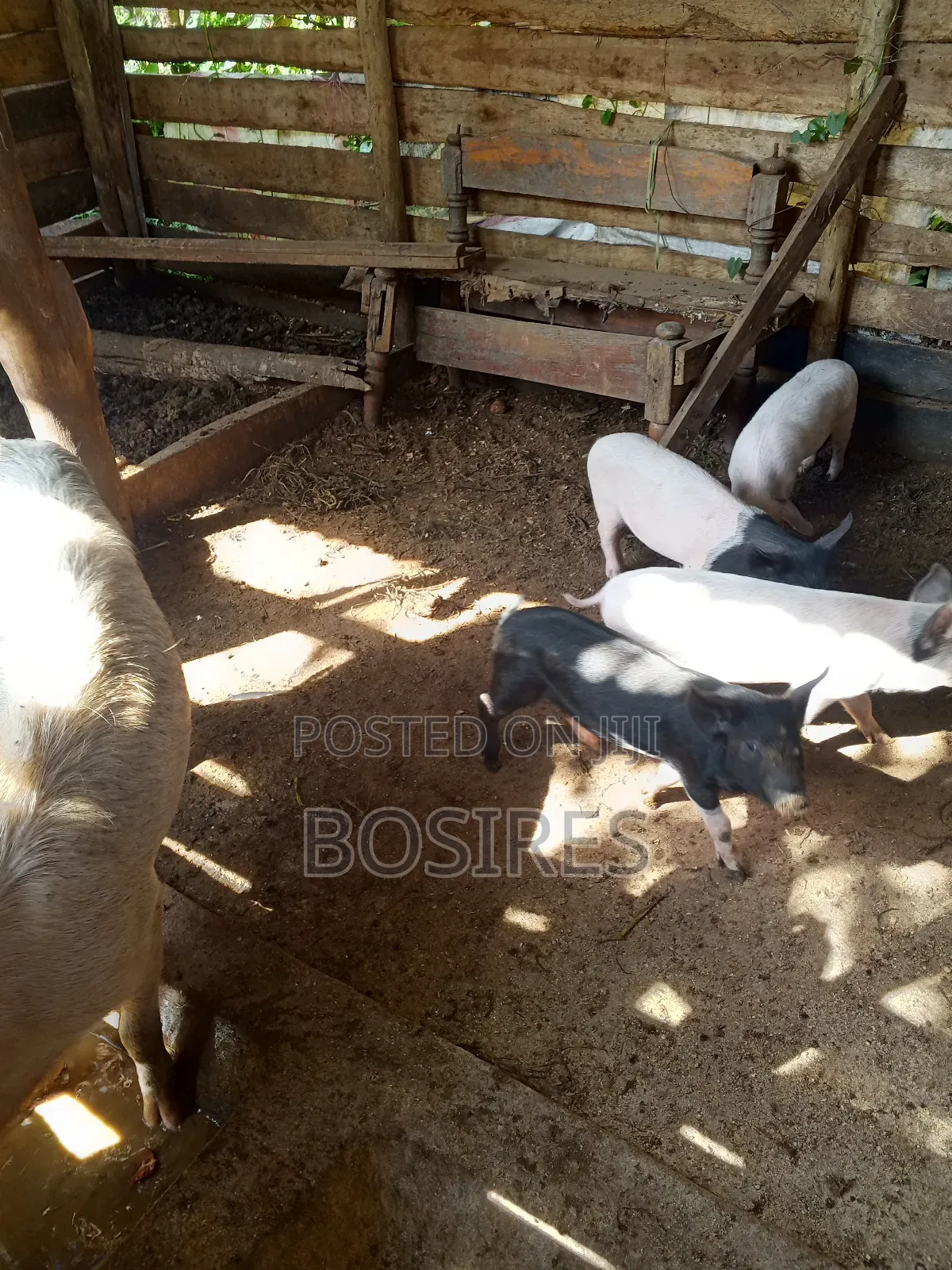 Saddleback Males 2 Months Old