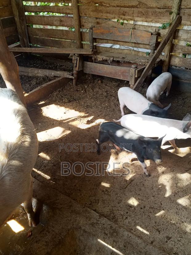 Saddleback Males 2 Months Old - thumbnail 7