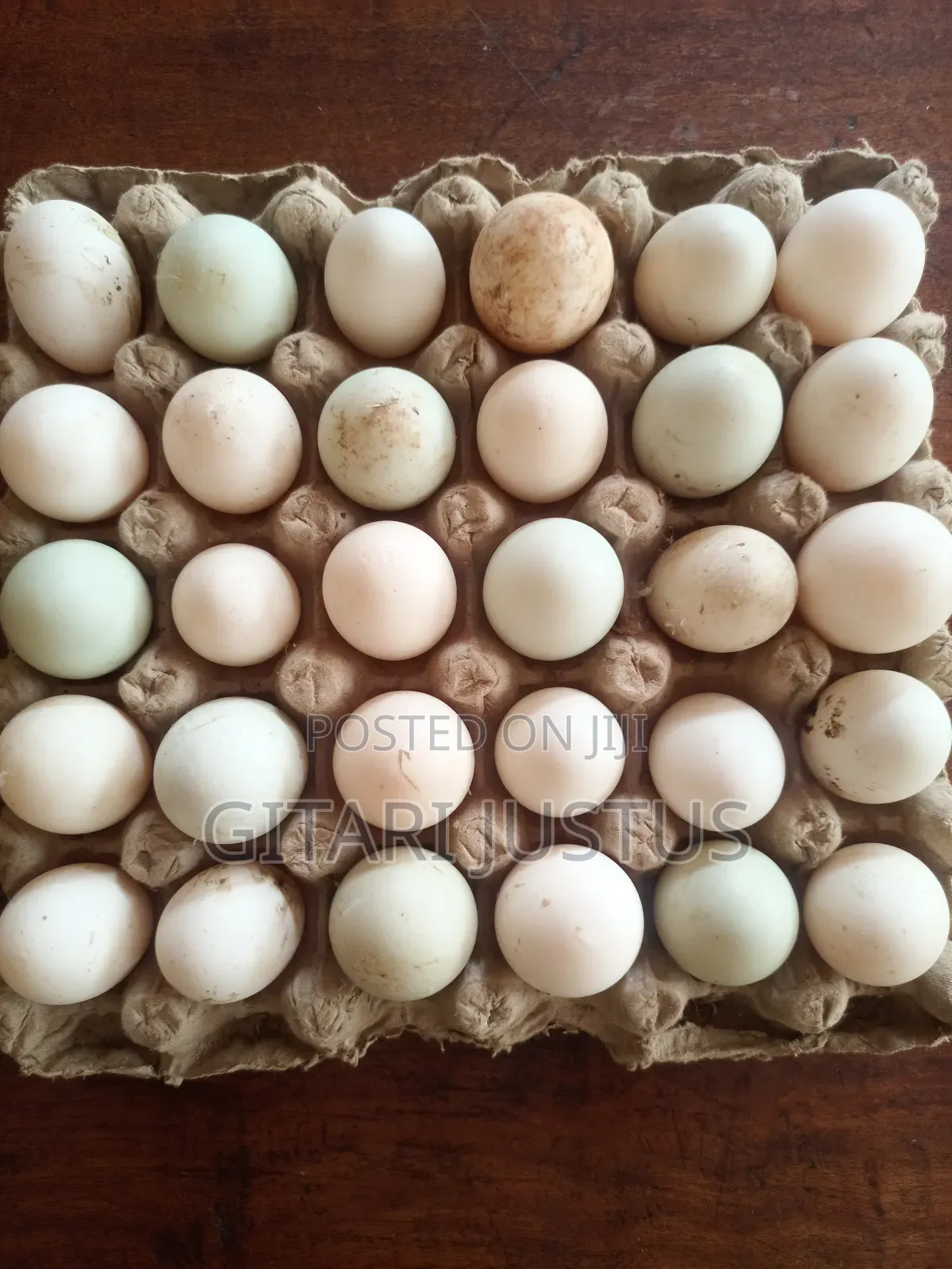 All Breeds Of Ducks Fertilized Eggs