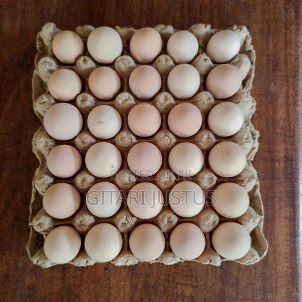 All Breeds Of Ducks Fertilized Eggs - thumbnail 4