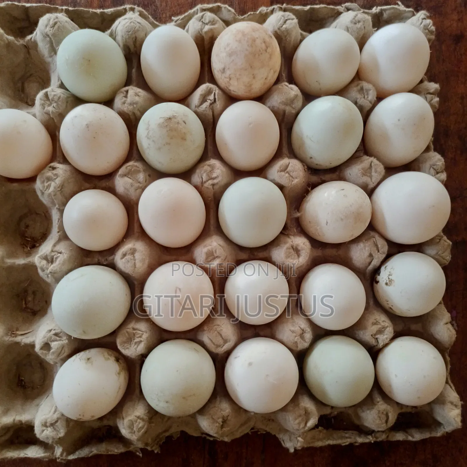 All Breeds Of Ducks Fertilized Eggs