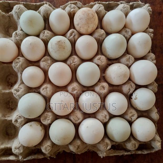 All Breeds Of Ducks Fertilized Eggs - thumbnail 5