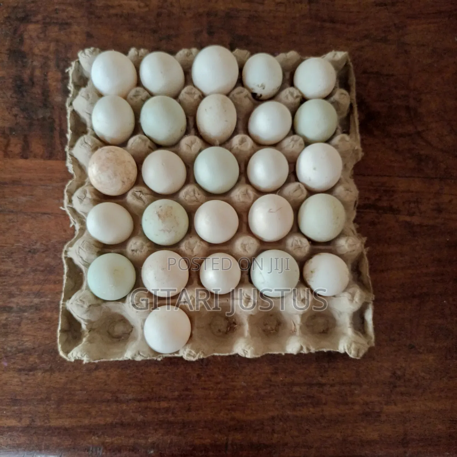 All Breeds Of Ducks Fertilized Eggs