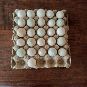 All Breeds Of Ducks Fertilized Eggs