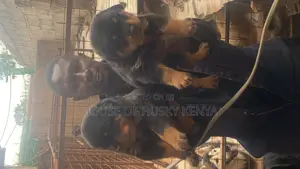 1-3 months Male Purebred Rottweiler