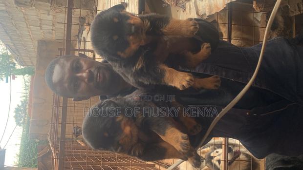 1-3 months Male Purebred Rottweiler