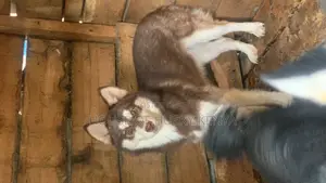 1-3 months Female Purebred Siberian Husky