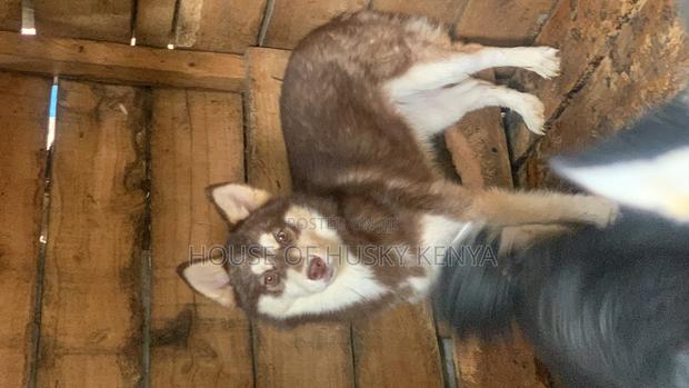 1-3 months Female Purebred Siberian Husky