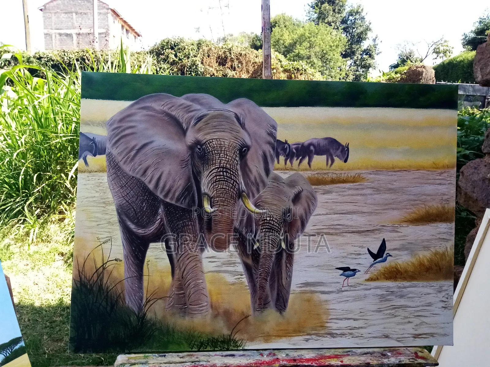 Wildlife, Landscapes and Portraits
