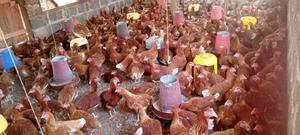 High Quality Commercial Layers - main view