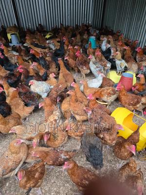 High Quality Improved Kienyeji - main view