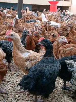 High Quality Improved Kienyeji - main view