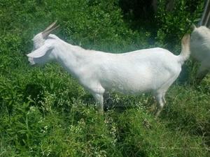 Pedigree Dairy Goats - main view