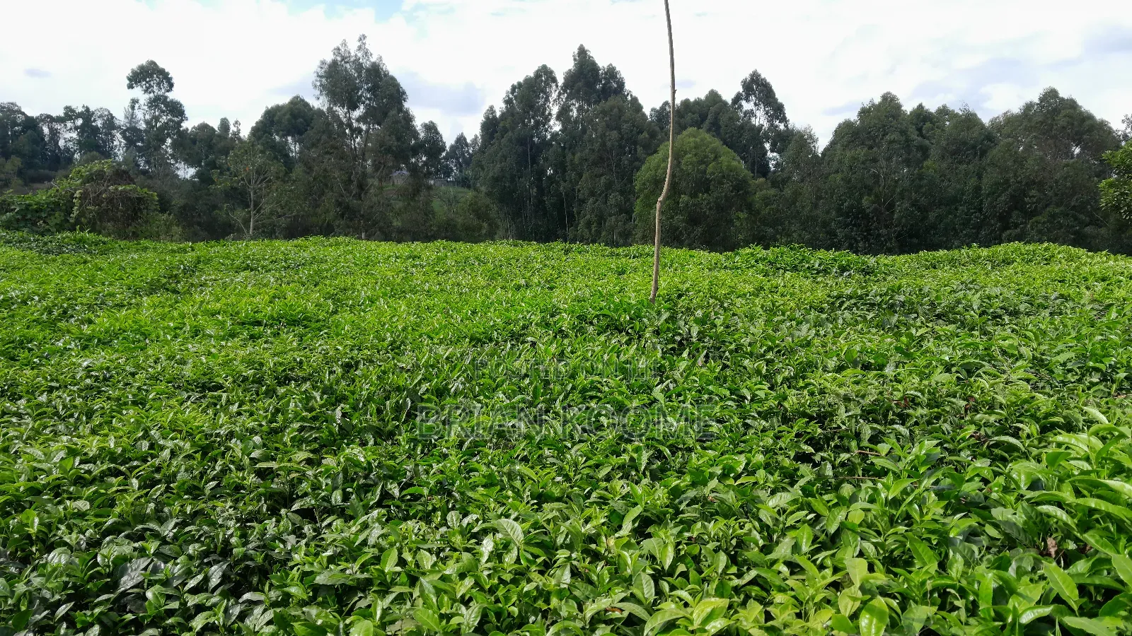0.32 Acres Land for Sale in Githongo, Meru